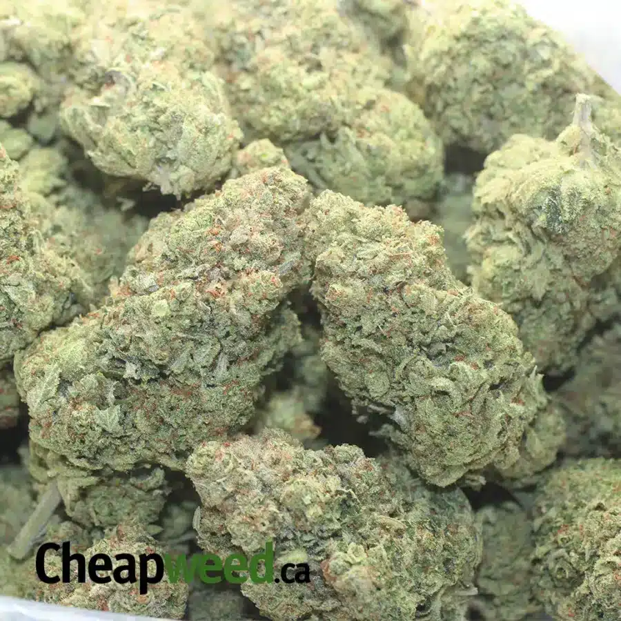 SOUR ANGEL 1 I Sour Angel
