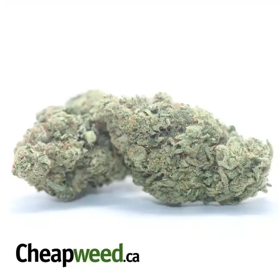 Alternative view of Sour Angel