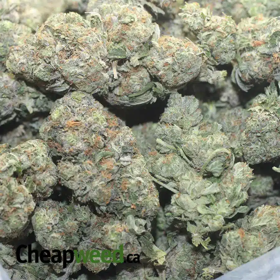 TONYS DEATH BUBBA 1 I Tony's Death Bubba