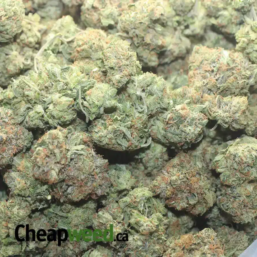 TONYS PINK KUSH 1 I Tony's Pink Kush