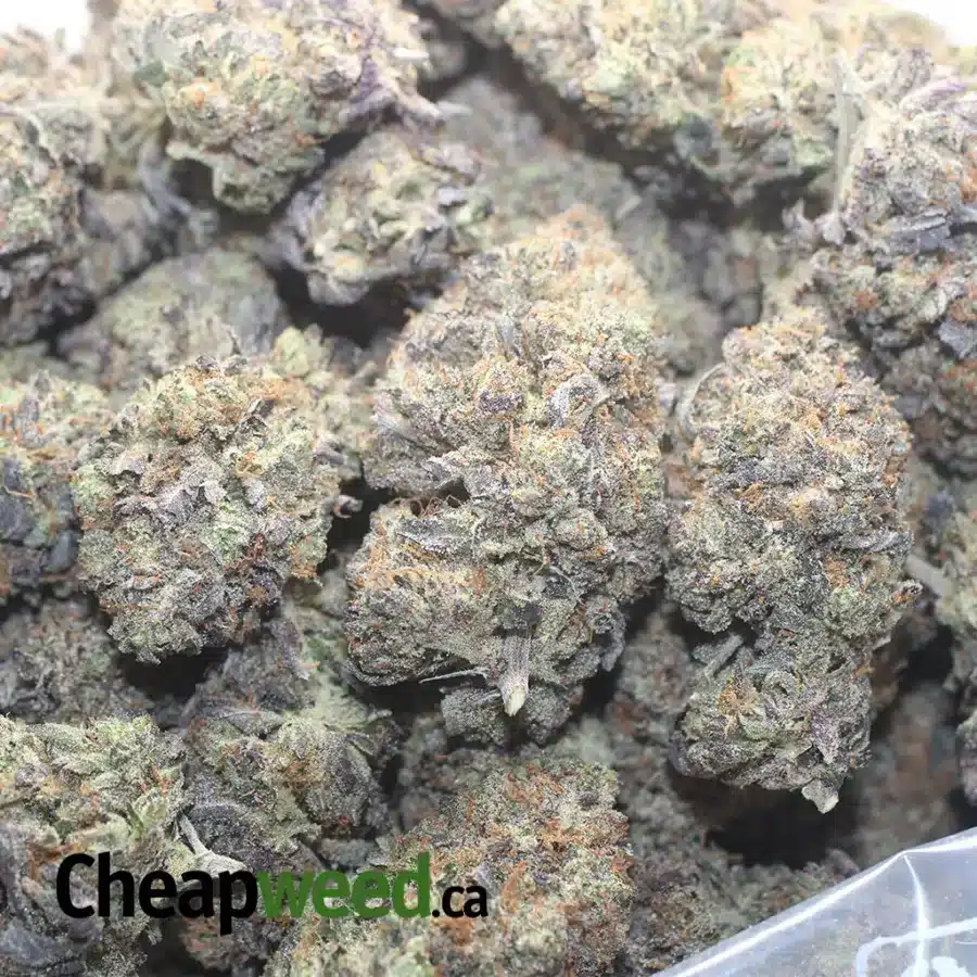 TUNA KUSH AAA 1 I Tuna Kush AAA
