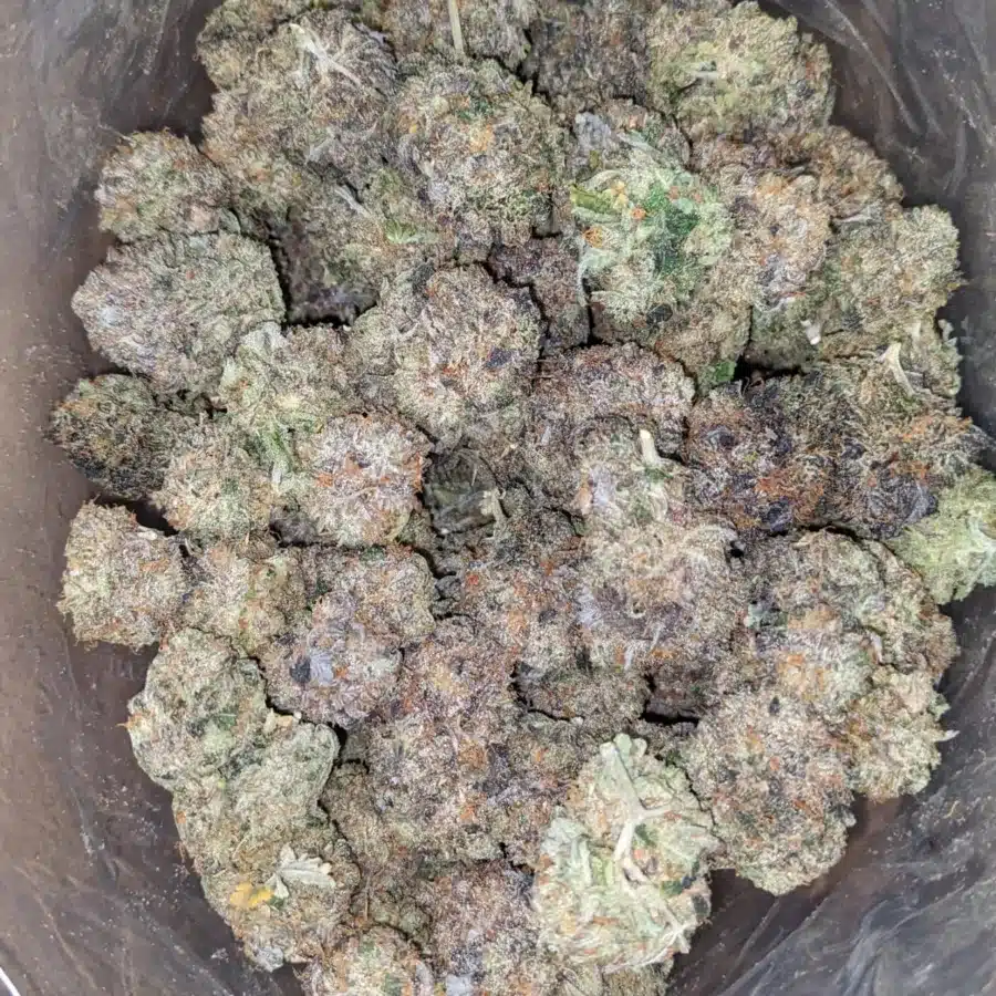 Tuna Kush AAA 2 1 I Tuna Kush AAA
