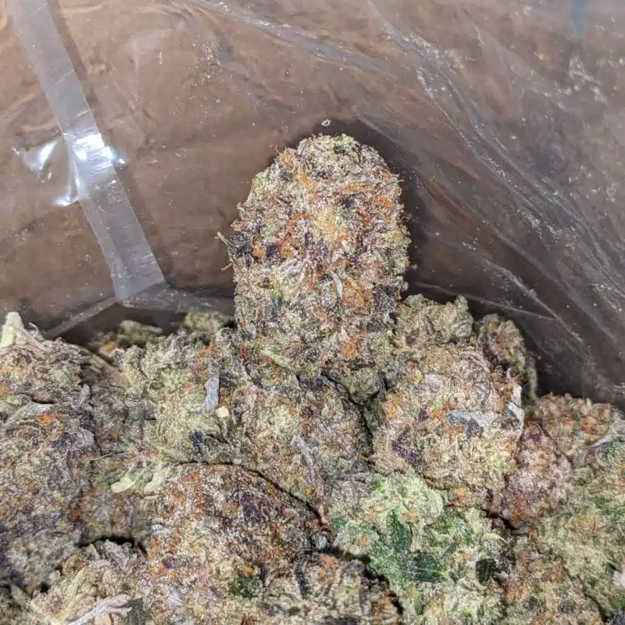Tuna Kush AAA 3 1 I Tuna Kush AAA