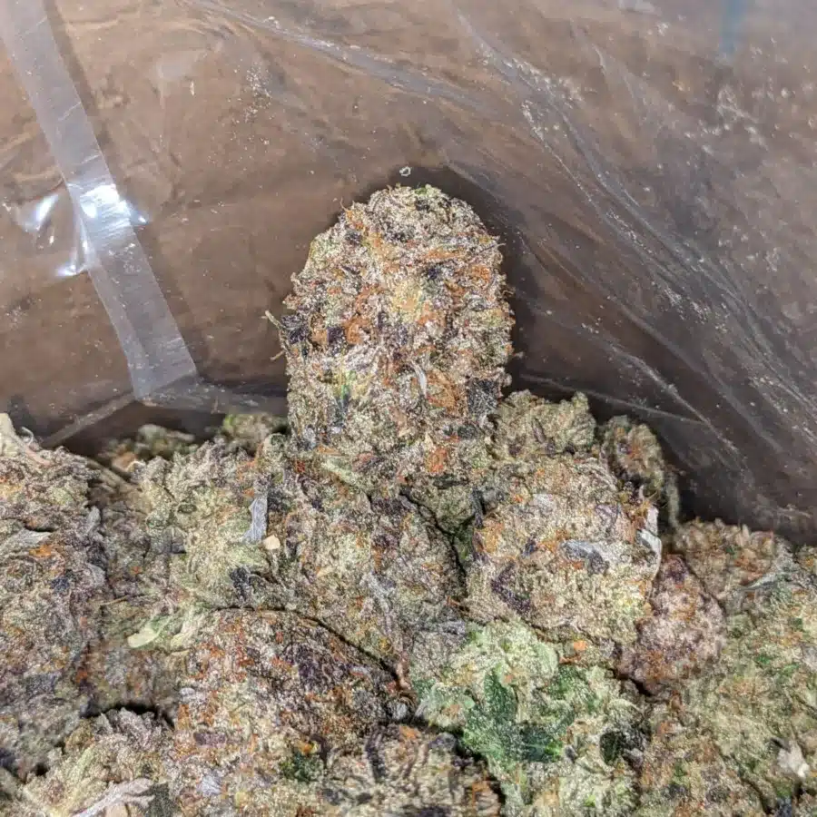 Tuna Kush AAA 4 I Tuna Kush AAA