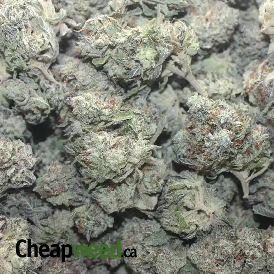 WIDOW BERRY 2 I $ 47 Oz - Widow Berry