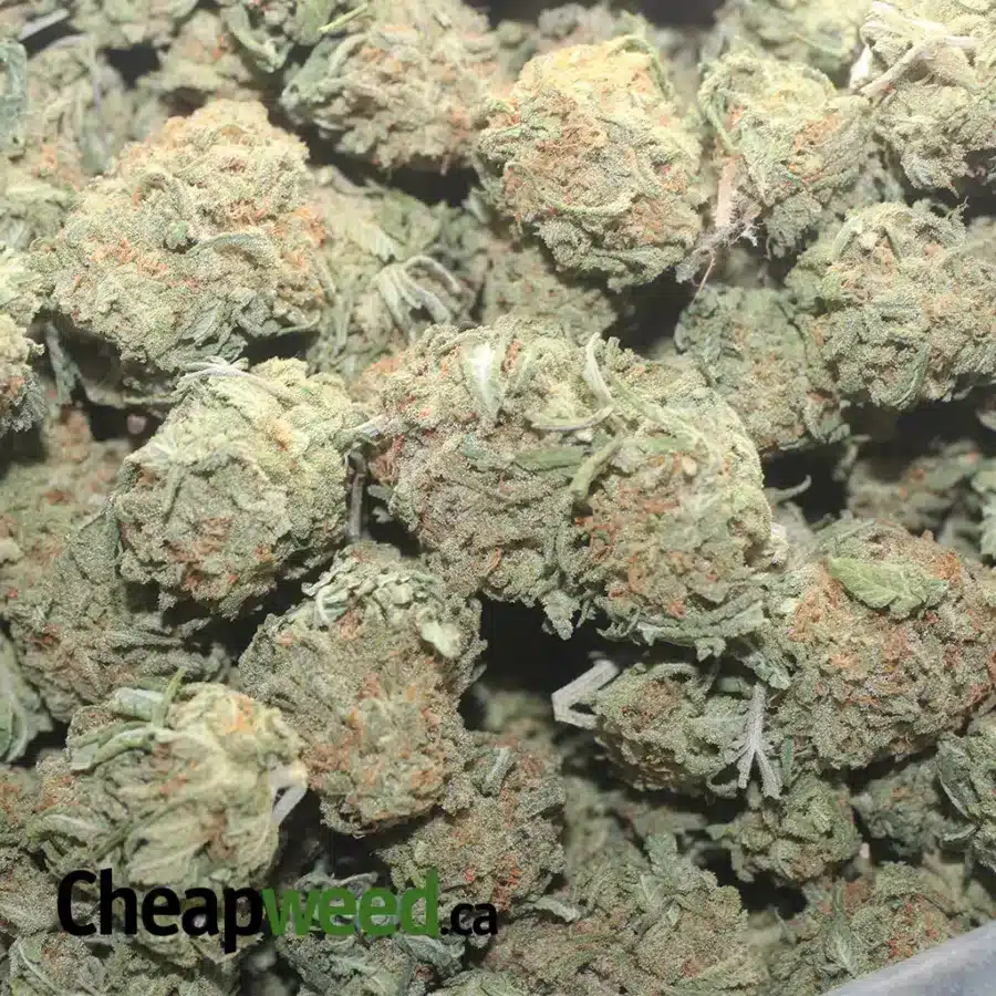 ALASKAN THUNDER FUCK DOD 1 I Alaskan ThunderFuck - *Deal Of The Day*