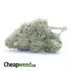 Animal Cookies