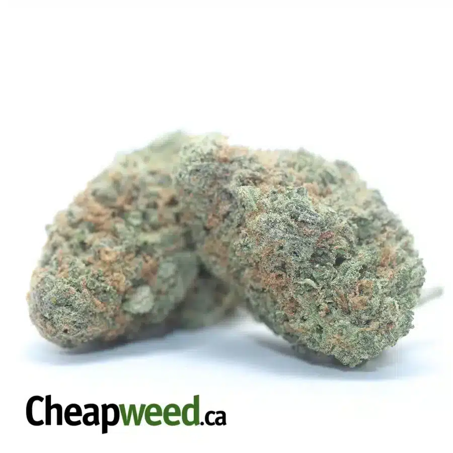 Alternative view of Animal Cookies
