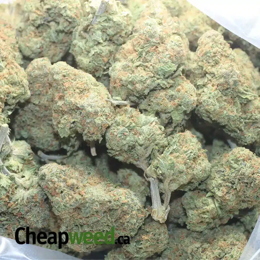 ANIMAL COOKIES 5 I Animal Cookies