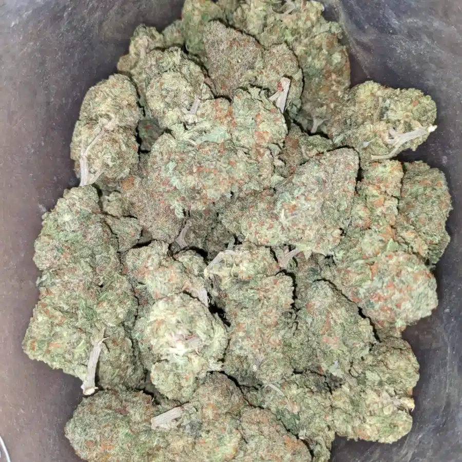 Alaskan Thunderfuck 1 I Alaskan ThunderFuck