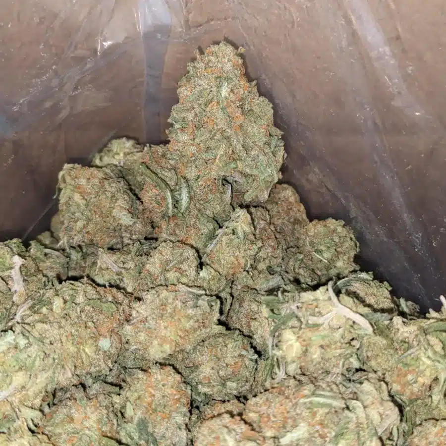 Alaskan Thunderfuck Deal of the day 4 I Alaskan ThunderFuck - *Deal Of The Day*