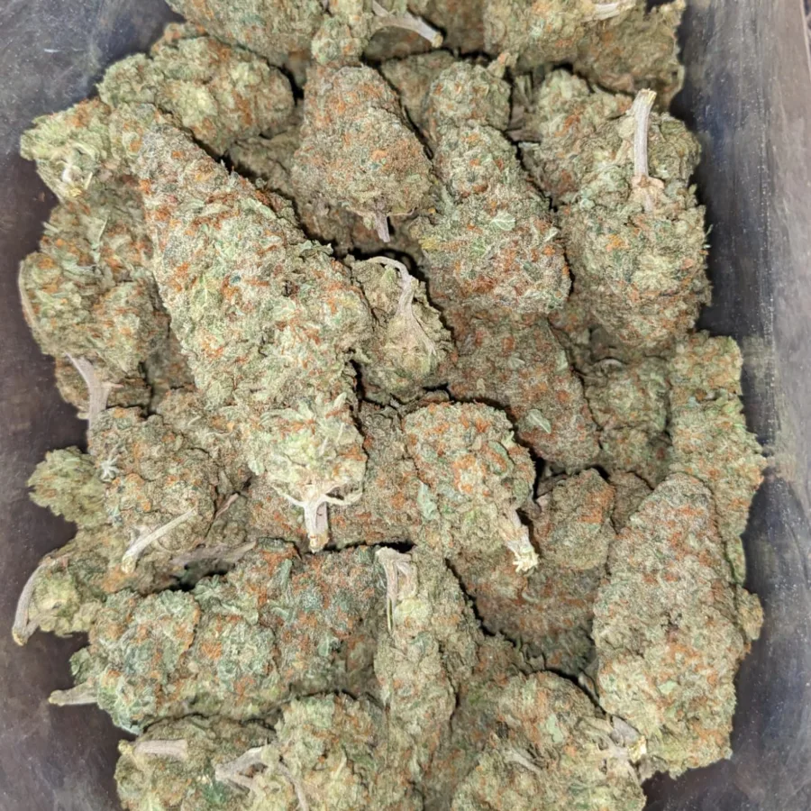 Animal Cookies - Image 4