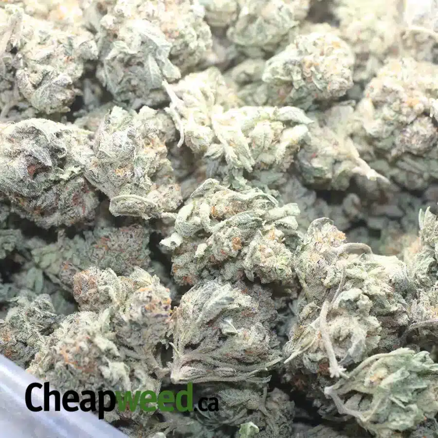 BERRY SOMETHING 1 I Cherry Pie