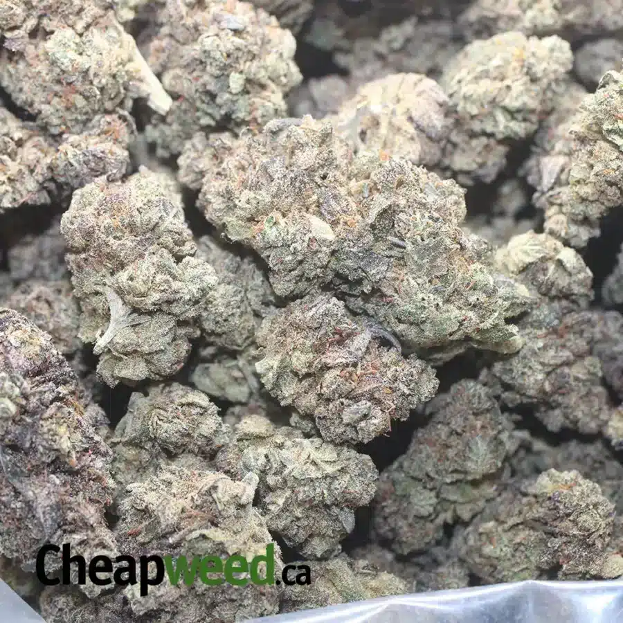 BLUEBERRY 1 I Blueberry