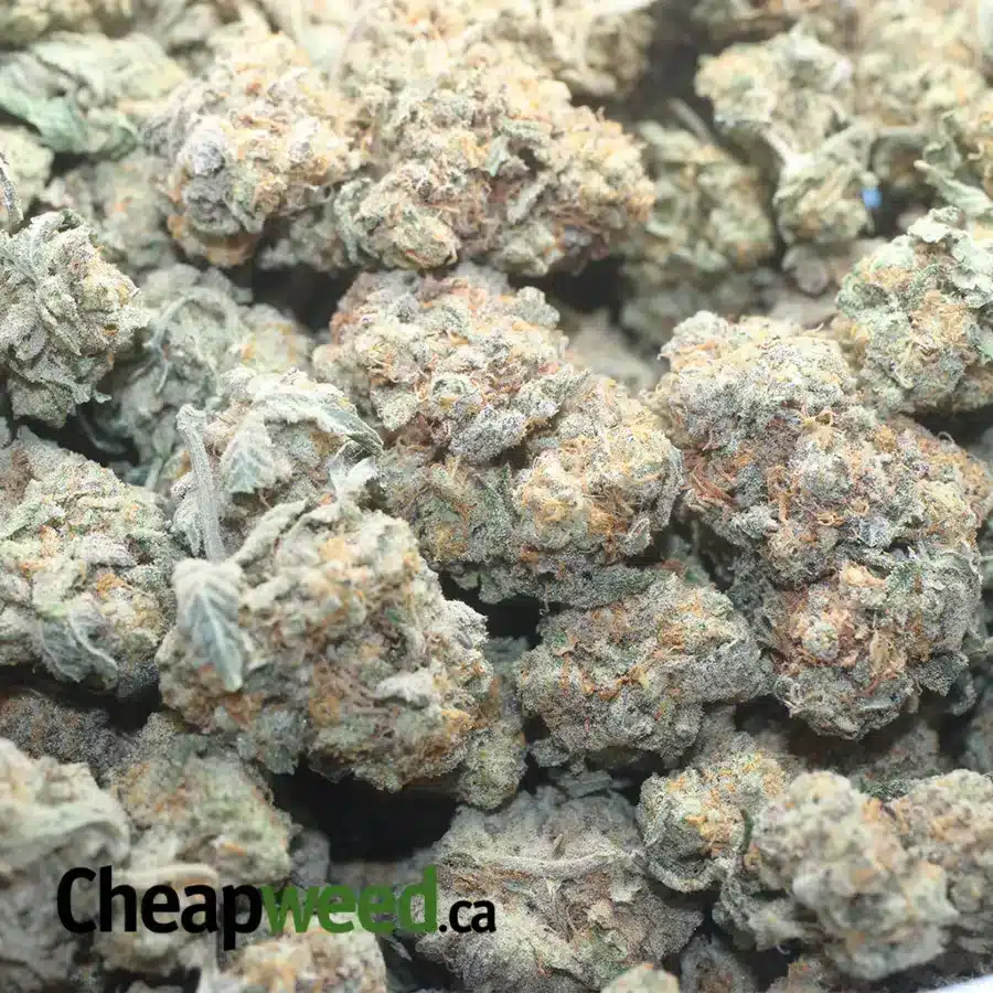 CHEM BOMB 1 I Chem Bomb