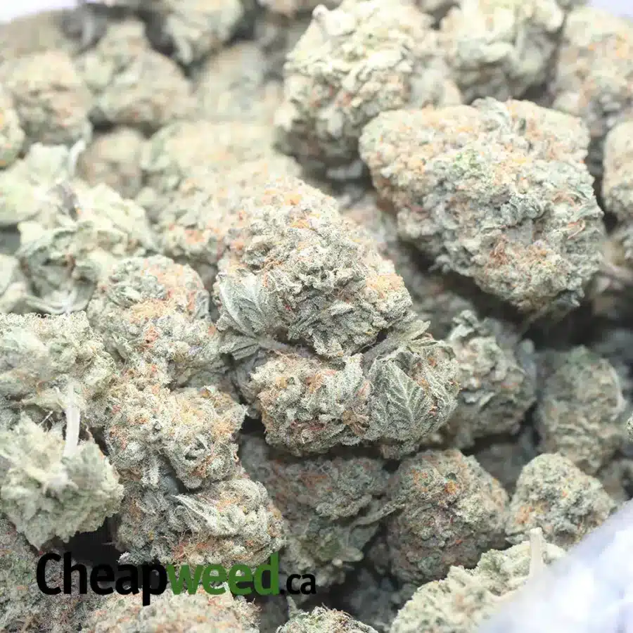 CHEM DE LA CHEM 1 I Chem De La Chem