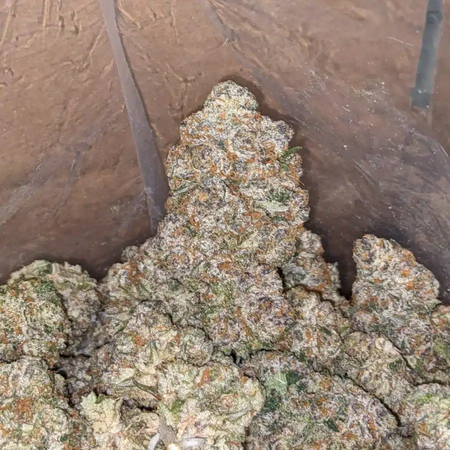 Candyland - Image 7
