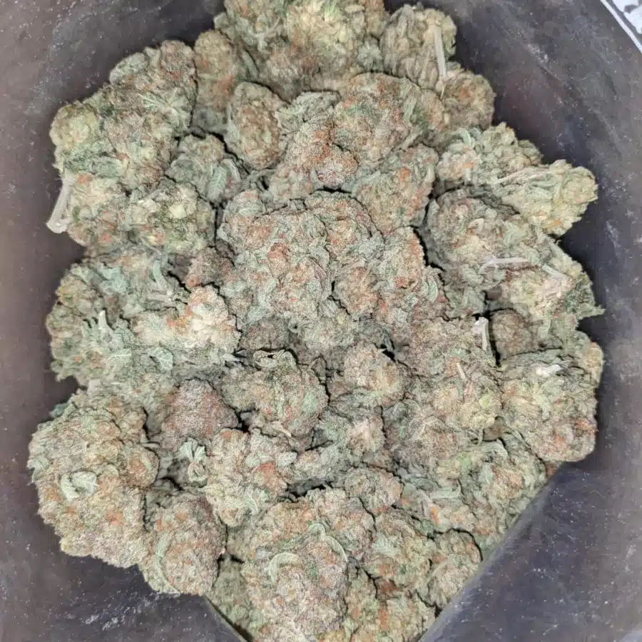Cookie Monster #2