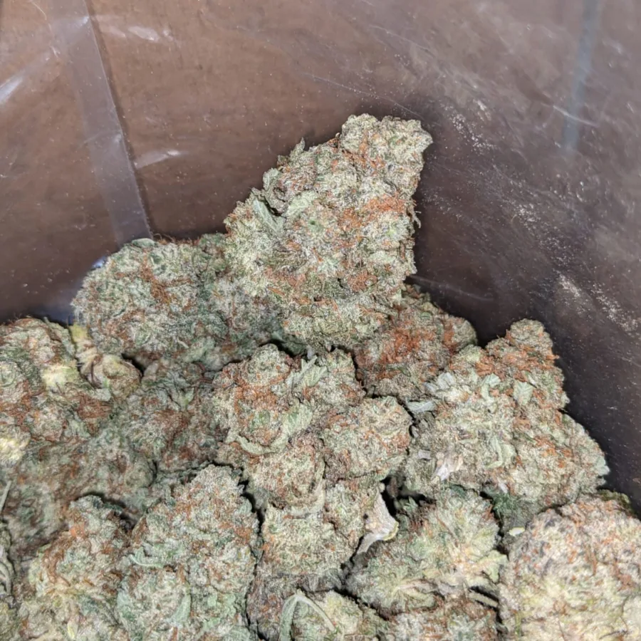Cookie Monster - Image 4