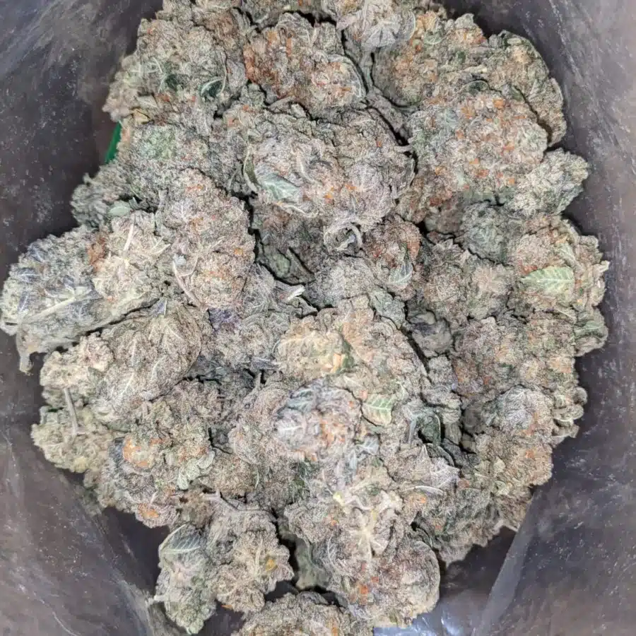 Alternative view of Crunchberries