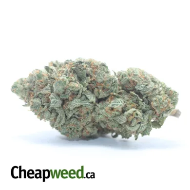 DOUBLE OG 1 I Legacy