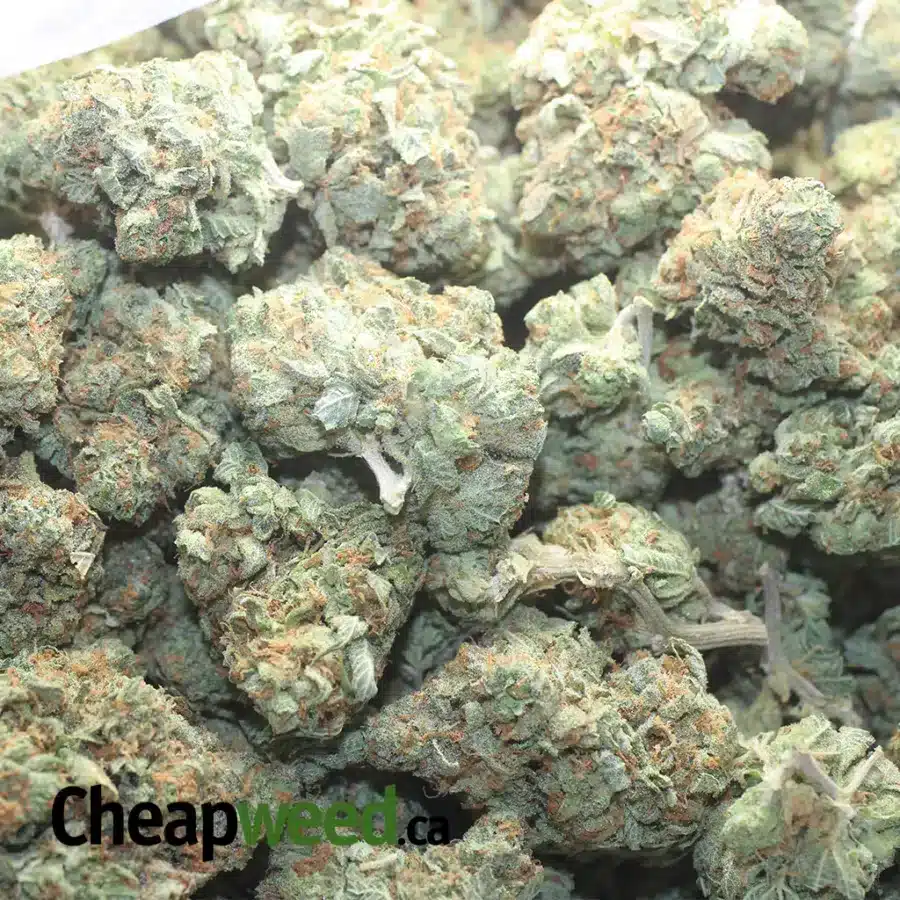 DOUBLE OG 3 I Double OG