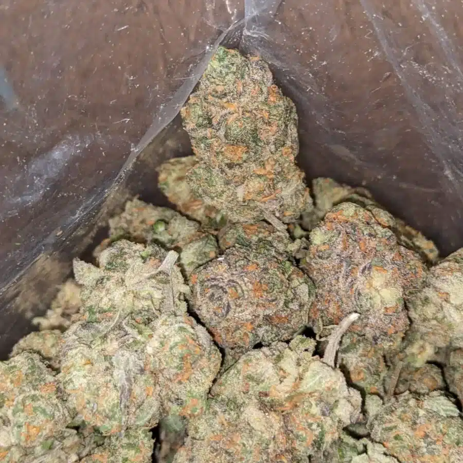 Alternative view of Fruit Punch