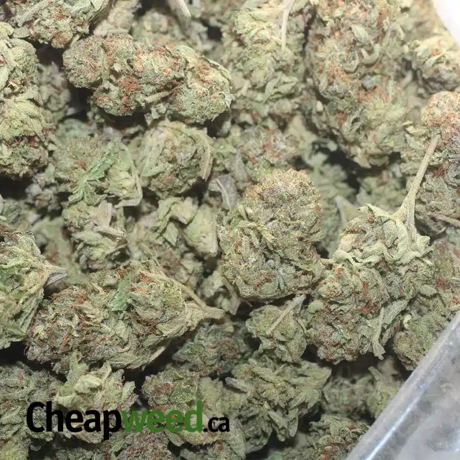 GG 4 FLAT 1 I $44oz Gorilla Glue #4