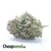$44oz Gorilla Glue #4