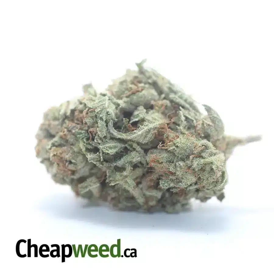 $44oz Gorilla Glue #4