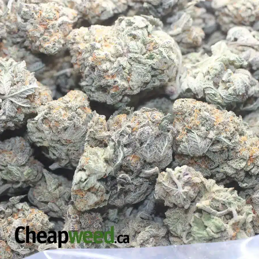 GHOST TRAIN HAZE 1 I Ghost Train Haze