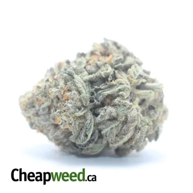 GHOST TRAIN HAZE 2 I Legacy