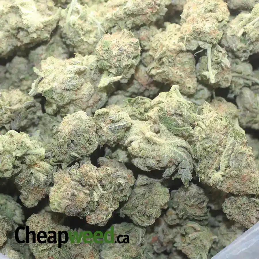 GMO COOKIES 1 2 I GMO Cookies