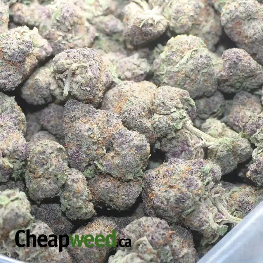 GRAPE APE 5 I Grape Ape