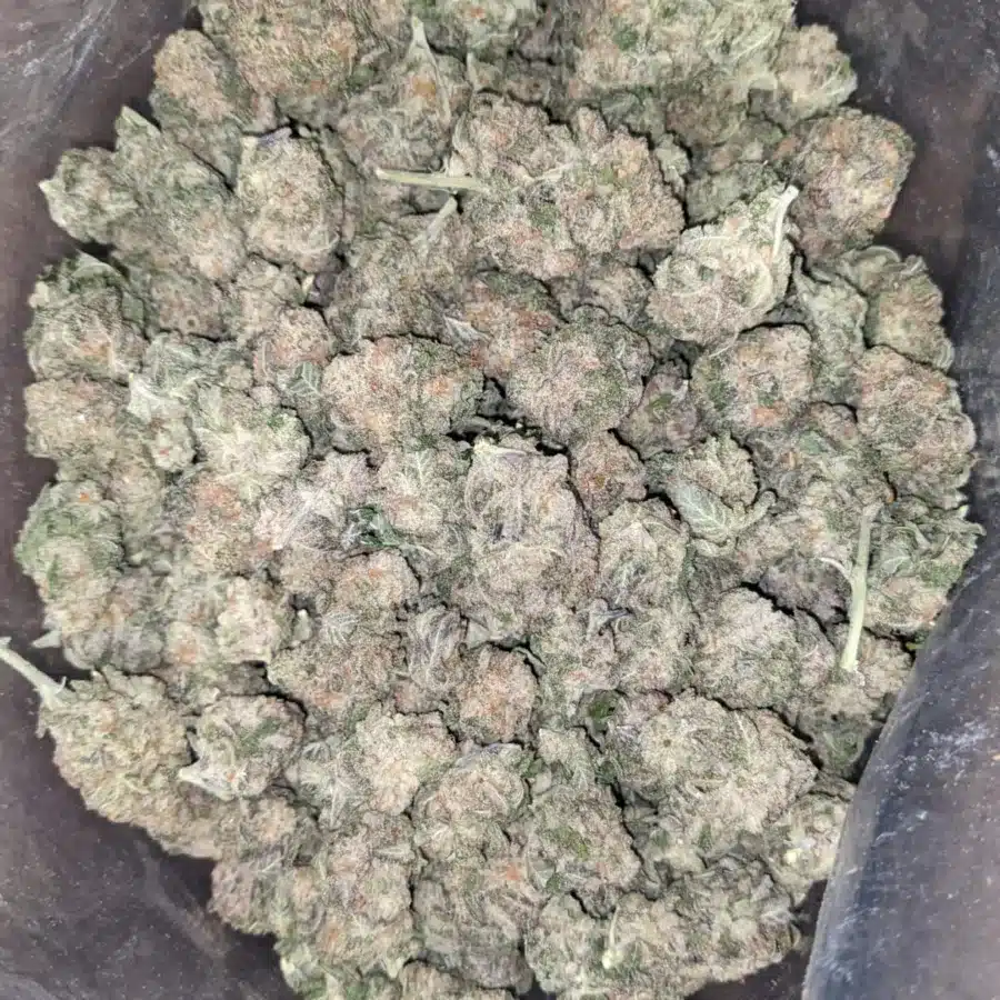 Gmo Cookies 1 1 I GMO Cookies