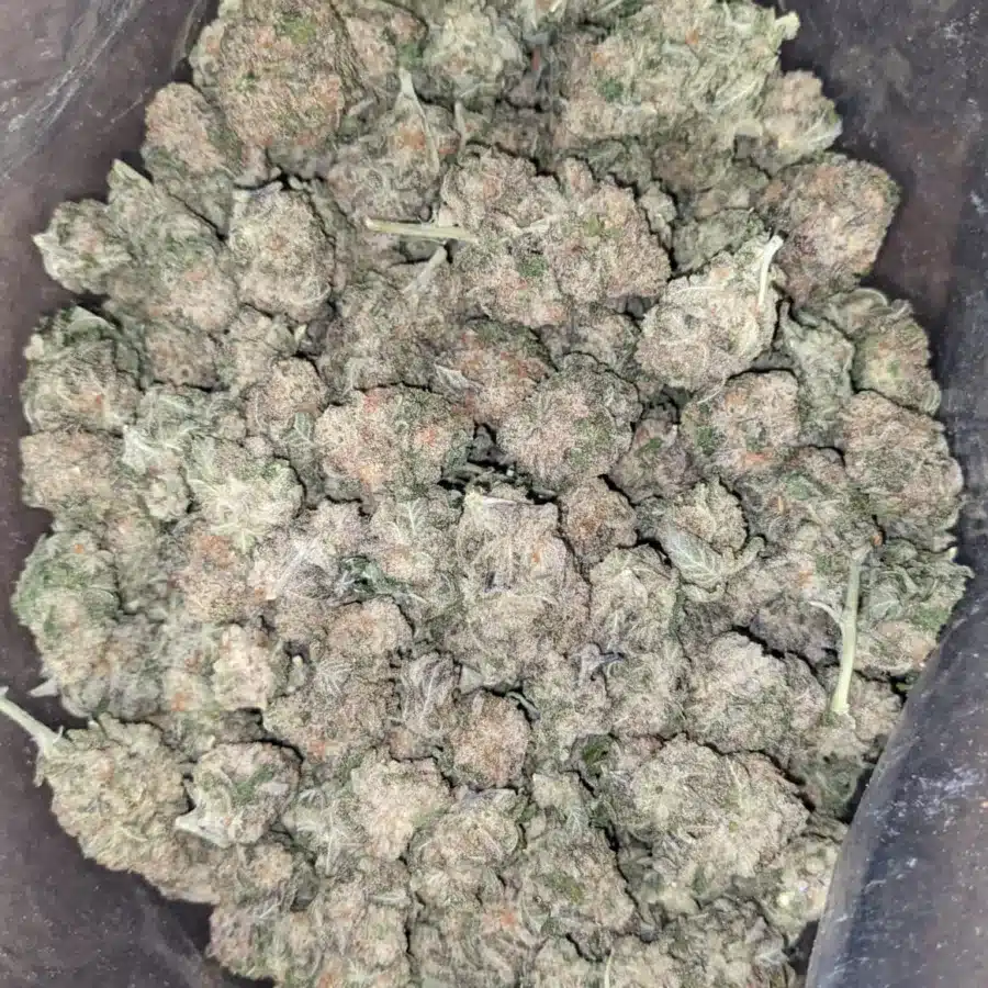 GMO Cookies