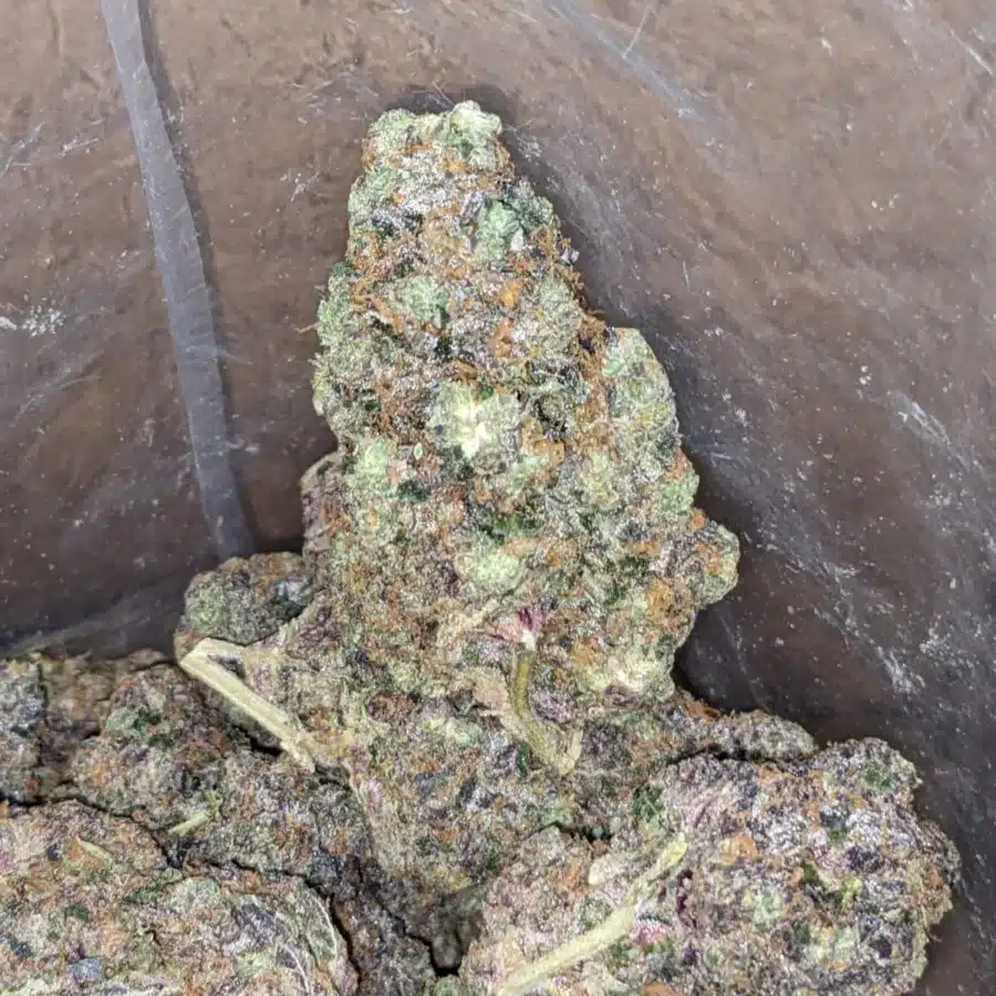 Ice Cream Gelato 3 I Ice Cream Gelato