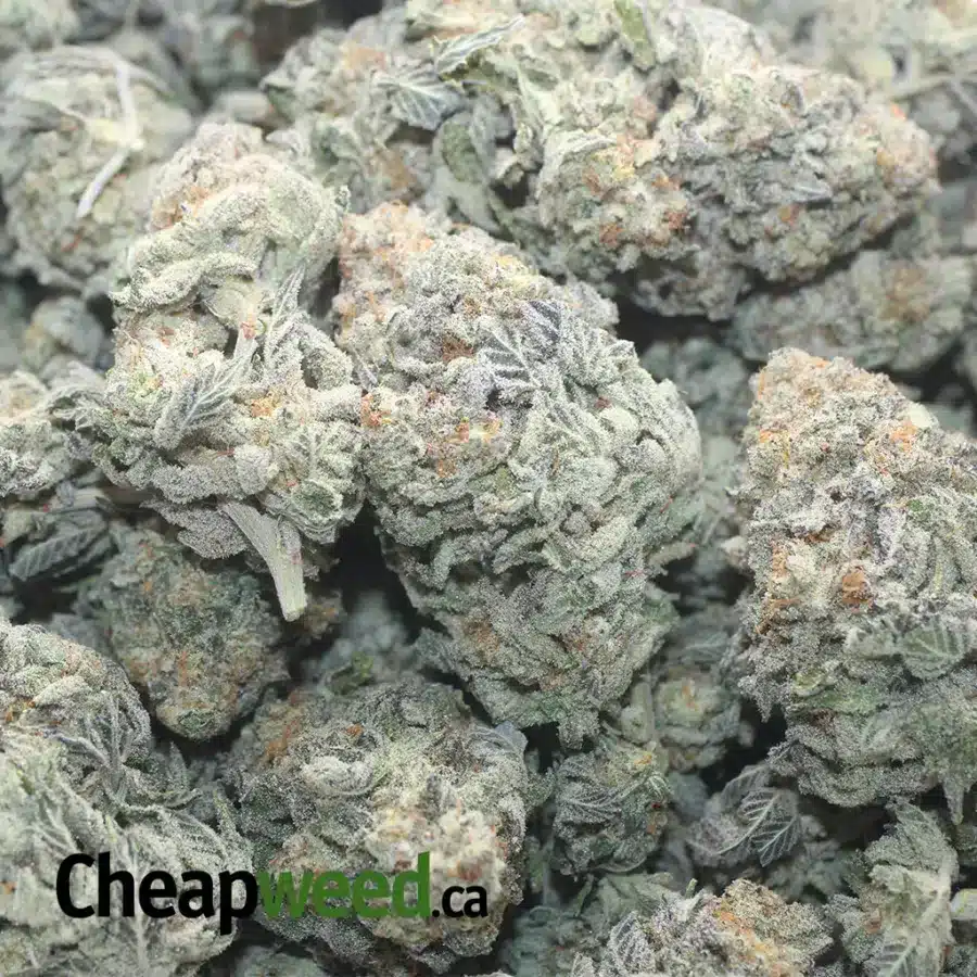 JACK HERER 1 I Jack Herer