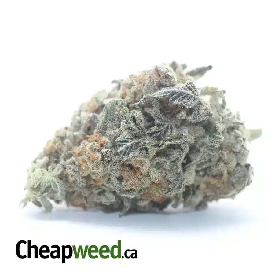 Jack Herer