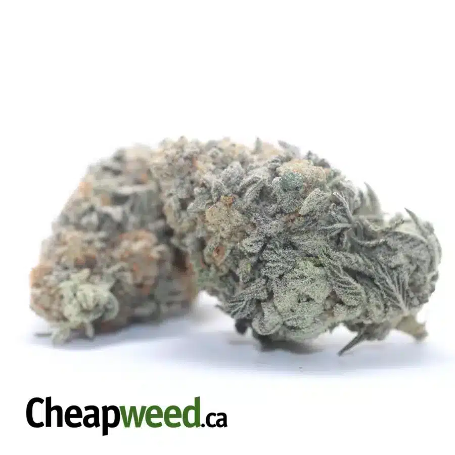 Alternative view of Jack Herer