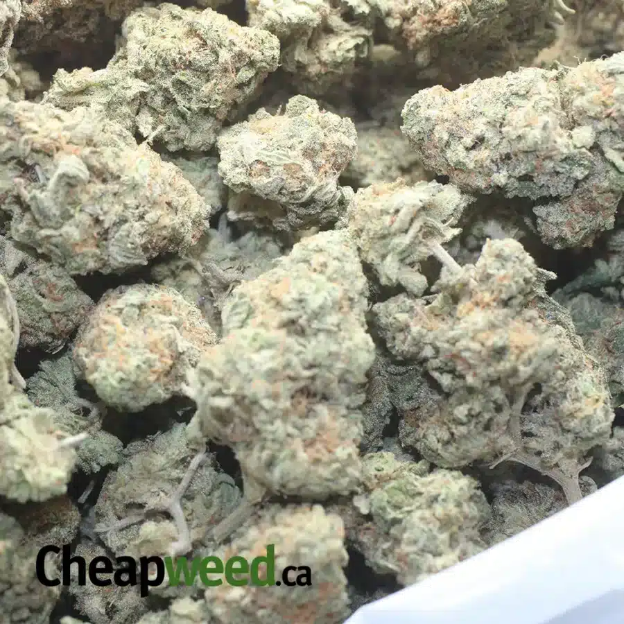 JACK HERER FLAT 1 I $ 48 Oz - Jack Herer