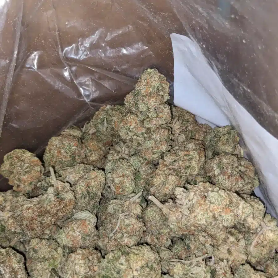 Jack Herer 1 1 I $ 48 Oz - Jack Herer