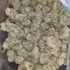$ 48 Oz - Jack Herer