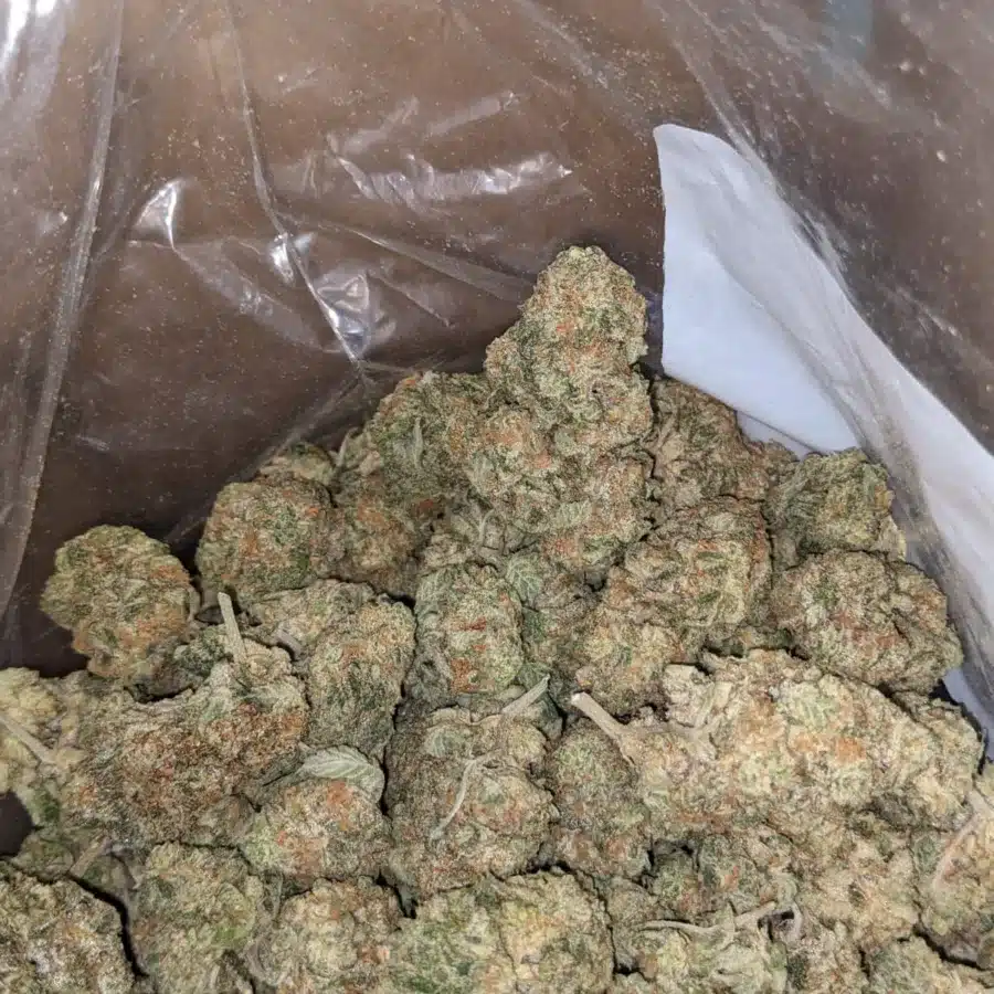 Jack Herer 4 I $ 48 Oz - Jack Herer