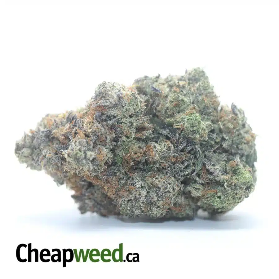 King Louis XIII