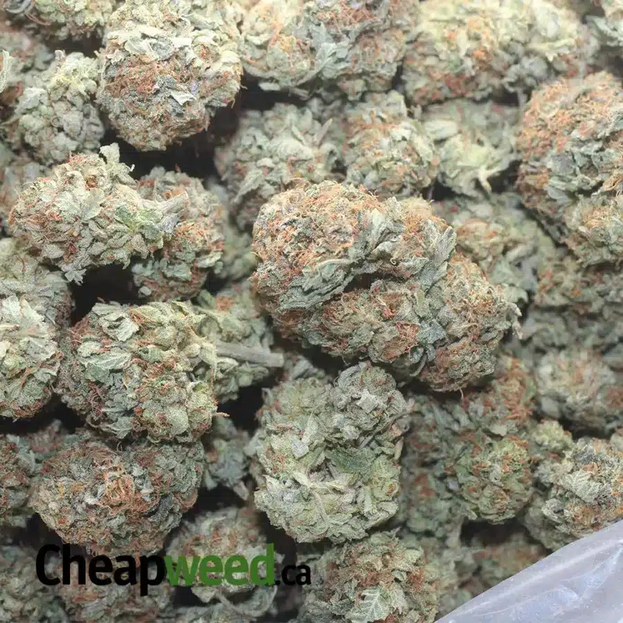 KUSH OG 5 I OG Kush