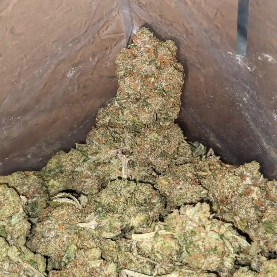 King Bubba Kush 3 I King Bubba Kush