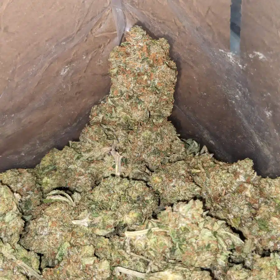 Alternative view of King Bubba Kush