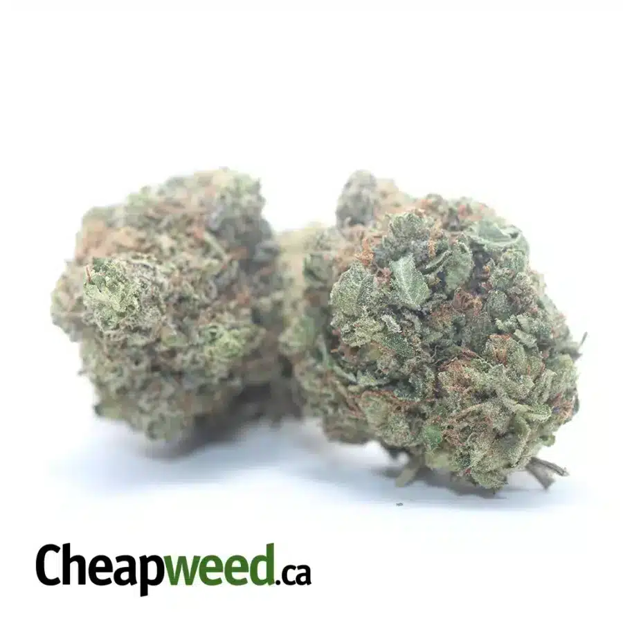 Alternative view of Lindsay OG