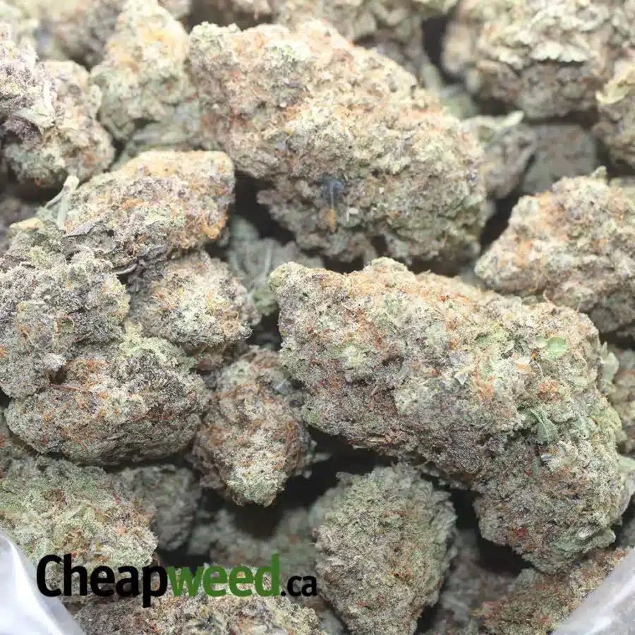 MAC 10 X GMO COOKIES 1 I MAC10 x GMO Cookies